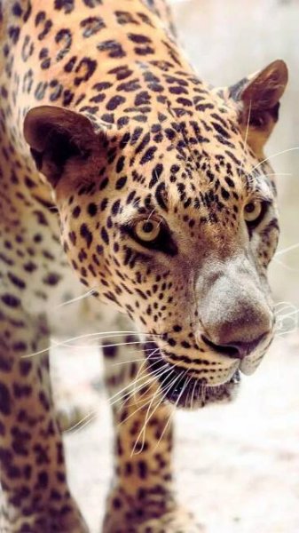 Spotting the Sri Lankan Leopard: 7 best national parks to spot the elusive big cat