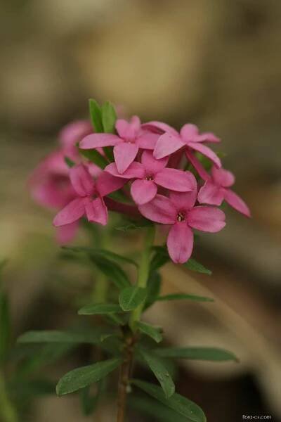 Lýkovec vonný (Daphne cneorum)