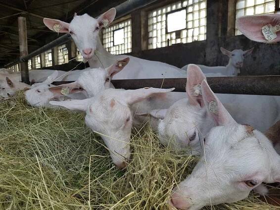 Tradiční Svatováclavská dražba beranů a farmářské trhy na Kozí farmě Pěnčín lákají díky doprovodnému programu množství lidí.
