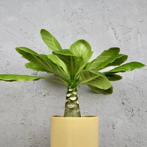 Brighamia insignis - Havajská palma