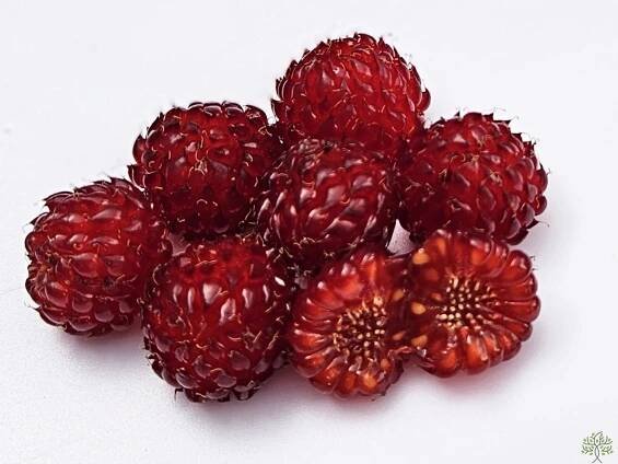 Maliník Raspberry Tower PBR (kontejner p21) Odrůda maliny a ostružiny