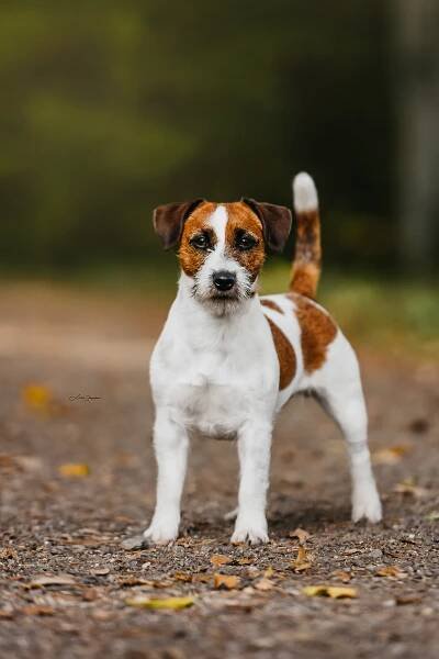 Des’ree od Hadího potoka – Jack Russell teriér od Hadího potoka