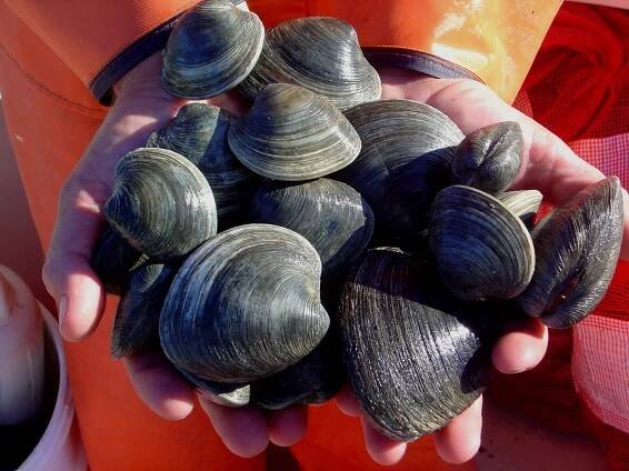 clam+in+hands+CLB+905-2+%281%29.jpg
