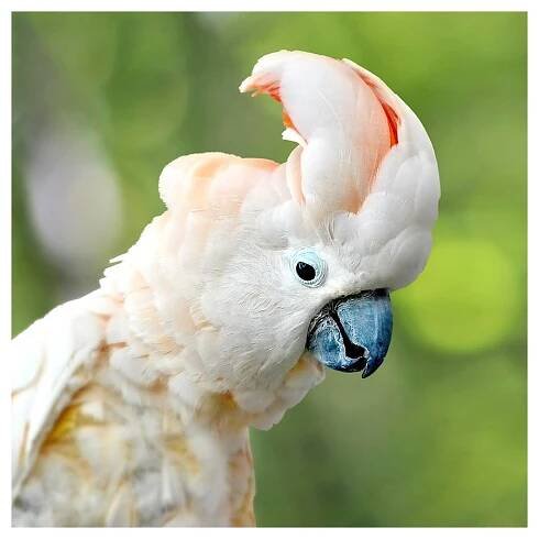 Zvířecí svačinka - ZOO Tábor | E-shop