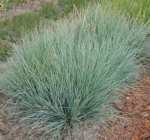 Ovsíř stálezelený 'Saphirsprudel' - Helictotrichon sempervirens 'Saphirsprudel'
