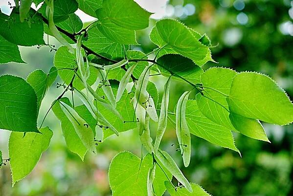 Lípa Miquelova (Tilia miqueliana)