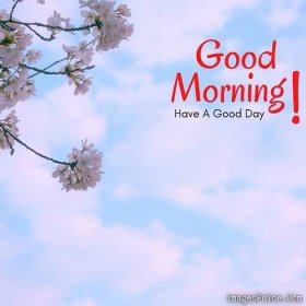 24+ Best Good Morning Flowers Images For a Friend Download Now 18