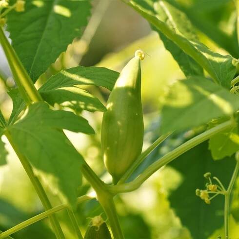 Semena ačokči – Gigantická ačokča – Cyclanthera pedata