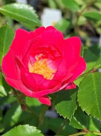 Růže ‘Gärtnerfreude’ 2