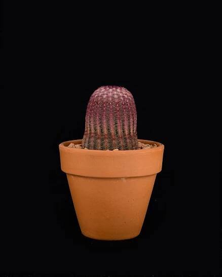Echinocereus Rigidissimus var. Rubrispinus