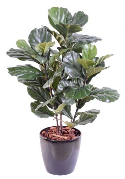Vert Espace Fikus Lyrata 90 cm od 2 842 Kč
