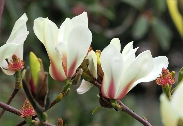 Magnolia Cultivars L 'Lv Xing'