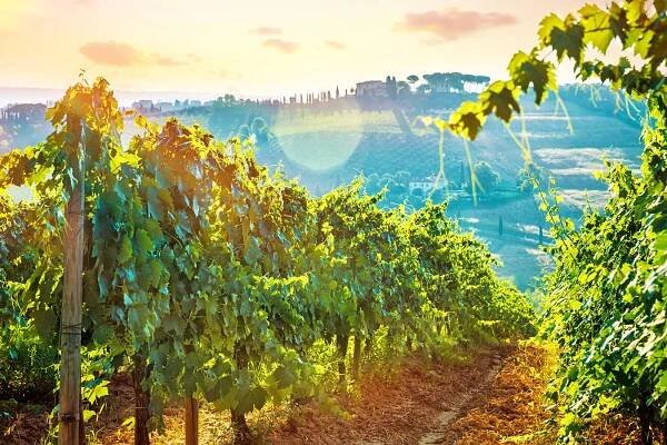 Winehome.cz - Weingut Karthauserhof Bruno Riesling "Mosel" suché