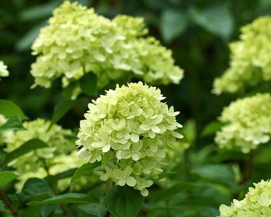 white flowers of Hydrangea paniculata &lsquo;Jane&rsquo; (syn. &lsquo;Little Lime&rsquo;)
