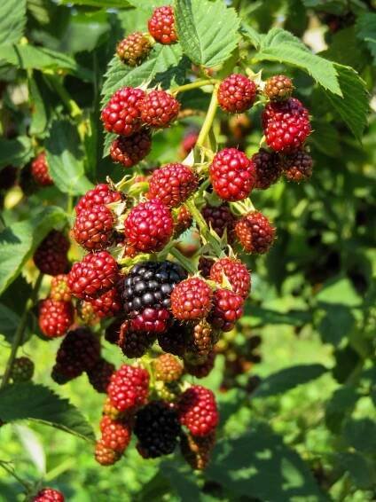 Top 16 Steps to Boost Raspberry Yield: How to Increase Fruit Size, Quality, and Production 7