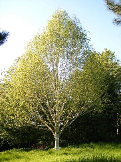 Betula utilis