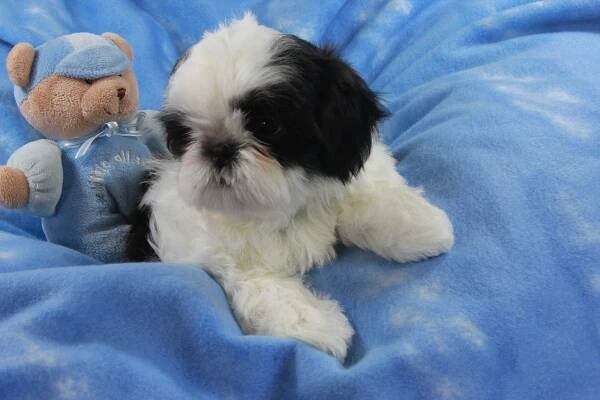 Charakteristika plemene Shih Tzu pro a proti: popis plemene psa s fotografiemi, typy střihů, cena, povaha, výživa