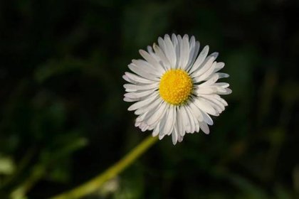 Bezplatný obrázek: sedmikráska, makro, pyl, jeden, Bílý květ, závod, květ, louka, květ, zahrada