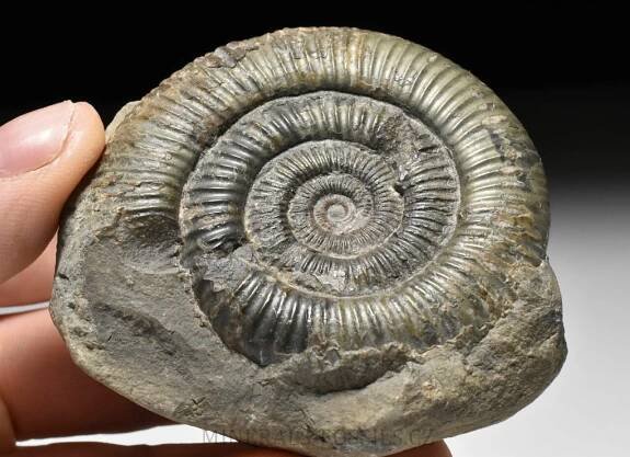 amonit Dactylioceras commune | minerals-fossils.cz