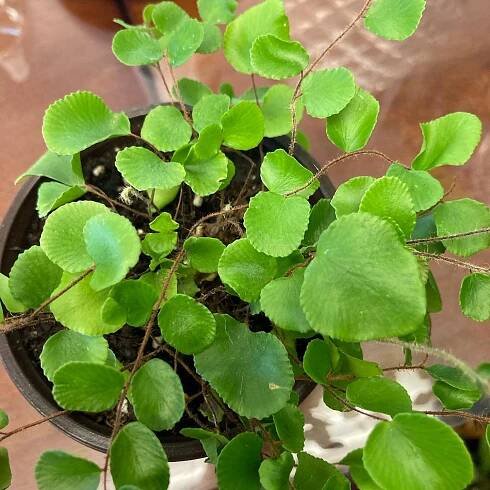 Pellaea rotundifolia instagram @earthlydelightsemporia