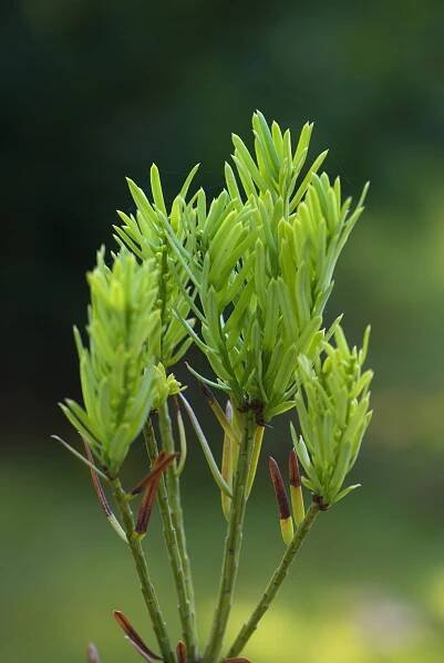 Hlavotis Fortuneův - Cephalotaxus fortunei