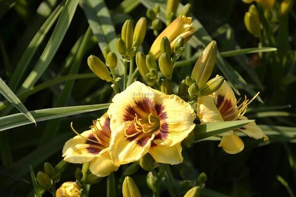 Hemerocallis " Jason Salter " - denivka Zahradnictví Krulichovi - zahradnictví, květinářství, trvalky, skalničky, bylinky