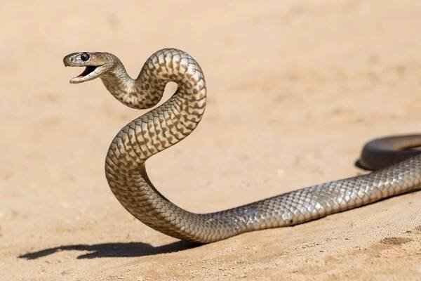 The 12 Most Venomous Snakes Of South Australia