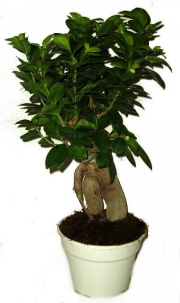Ficus ginseng 524 - přelisťuje