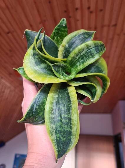 Sansevieria (tchýnin jazyk) Tornado