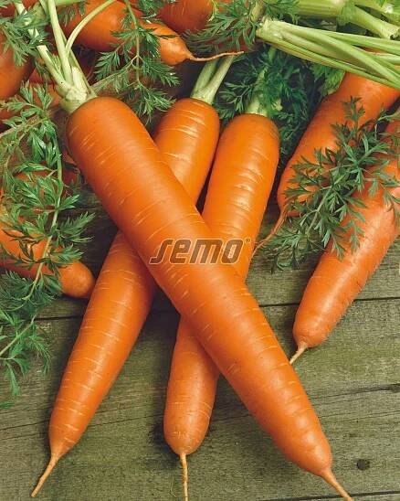 PROFI, Zelenina SEMO - Mrkev obecná Vera F1, p2225
