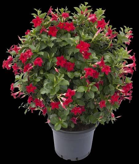 Mandevilla Sanderi Sundaville® Classic Red