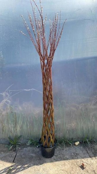 Vrba Pletené 140-150 cm