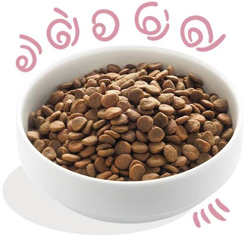 Product - Dog Junior Kibble Duck Chicken