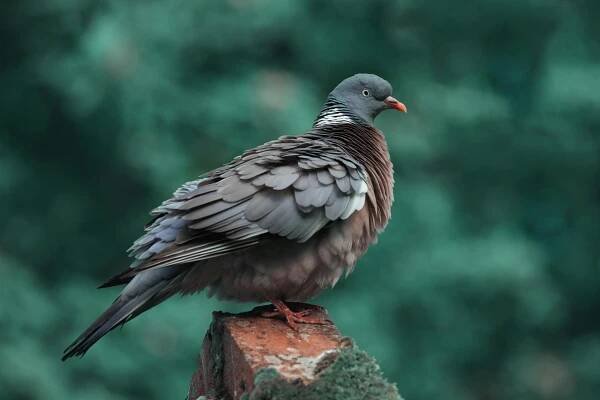 bezplatná Holub Hřivnáč Základová fotografie
