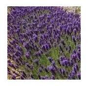 Sazenice Lavandula angustifolia Hidcote