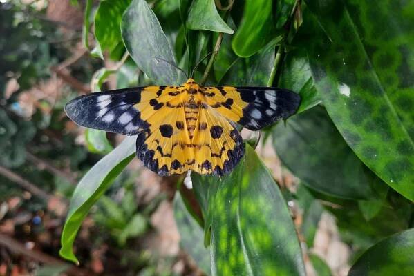 Butterfly Houses | Papilonia