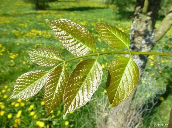 Jasan americký - Fraxinus americana, listy