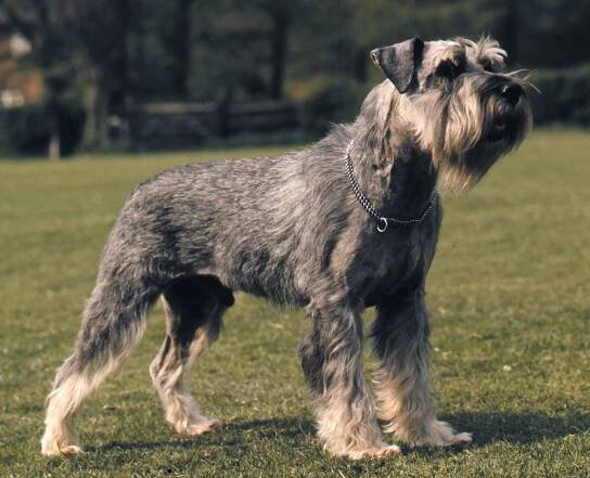 Schnauzer | Miniature, Standard, Giant & Temperament | Britannica