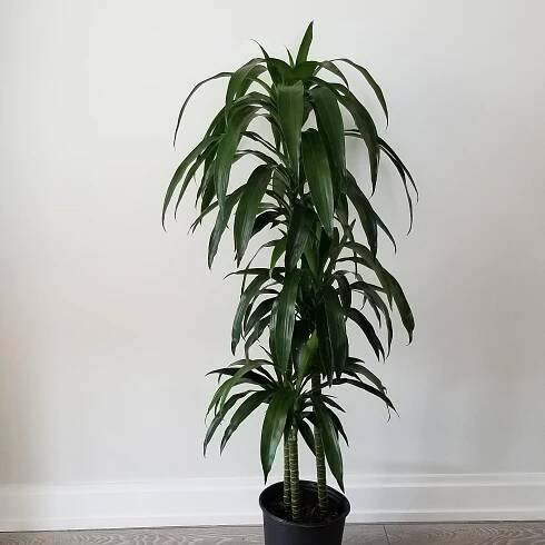 Dracaena Lisa Elegance Tree green air-purifying Indoor plants houseplants sale GTA Mississauga Toronto Etobicoke Brampton Oakville Burlington Grimsby Hamilton