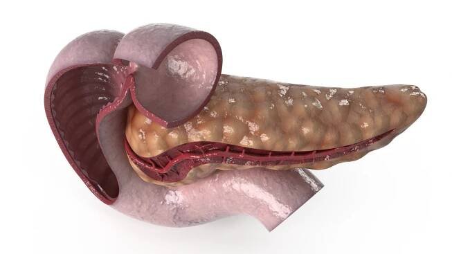 Human Pancreas Cut 3D model https://p.turbosquid.com/ts-thumb/6S/hgKR82/He/humanpancreascutmb3dmodel010/jpg/1720402852/1920x1080/fit_q87/8cb7b32fd981a5b904f6519675062d940d34440c/humanpancreascutmb3dmodel010.jpg