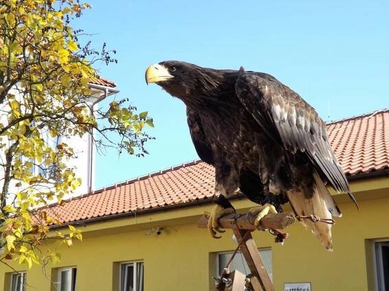 Dravci v MŠ - Štěňátka - Oficiální stránky ZŠ a MŠ Doksy