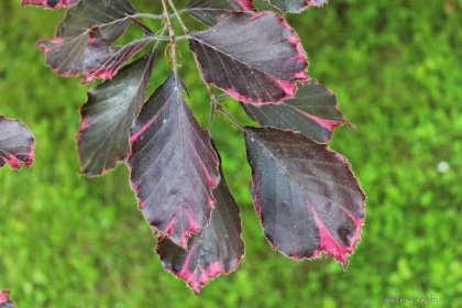 Buk lesní Roseomarginata - jarní listy (Fagus sylvatica), listy