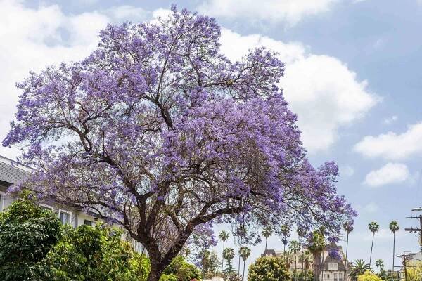 Growing Jacaranda Trees in Your Yard
