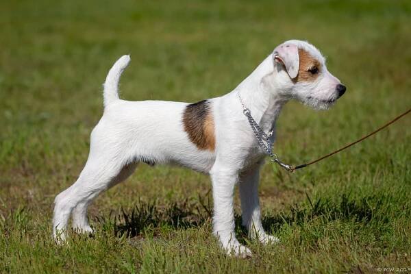 Little Eden Atticus - Little Eden Jack Russell Terriers