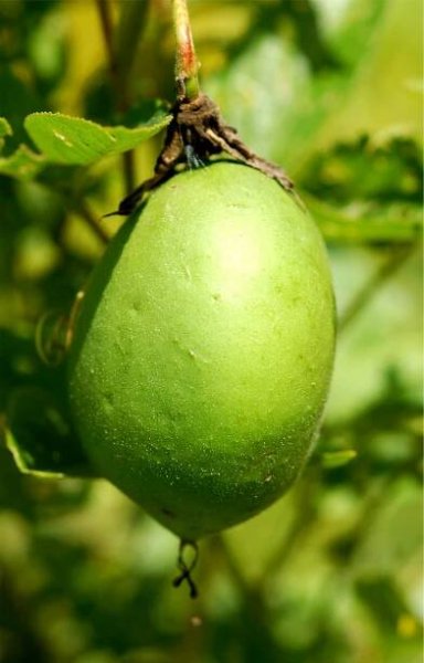 EduPic Plant Images