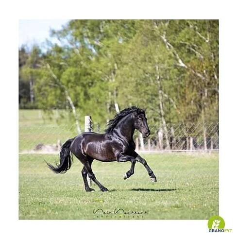 PERFECT EQUI - Complete + - Minerální krmný doplněk pro koně