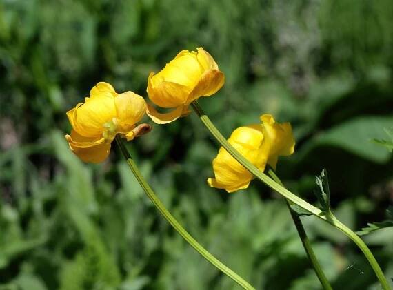 Evropský Upolín, Wildflower, Příroda