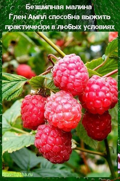 Raspberry Glen Ample: popis odrůdy, fotografie, recenze zahradníků, péče, prořezávání