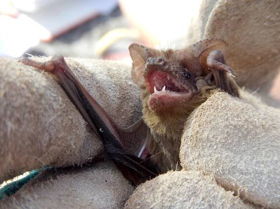 Mexican free-tailed bat (Tadarida brasiliensis). Florida Museum photo by Nancy Albury