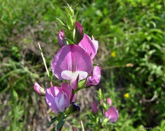 Jehlice trnitá (Ononis spinosa)